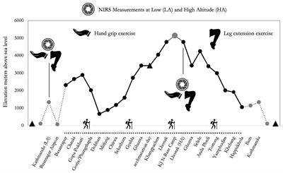 Muscle Oxygen Delivery in the Forearm and in the Vastus Lateralis Muscles in Response to Resistance Exercise: A Comparison Between Nepalese Porters and Italian Trekkers